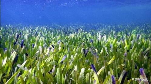 海草海草视频,探寻海洋生态的绿色奇迹